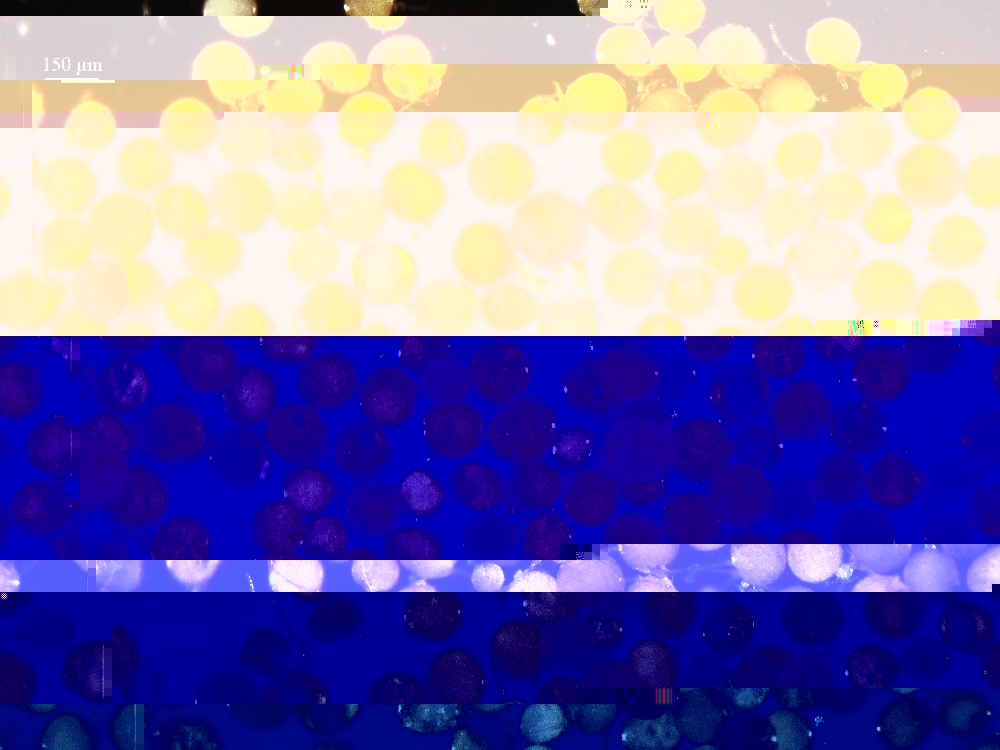 Funneliformis coronatus