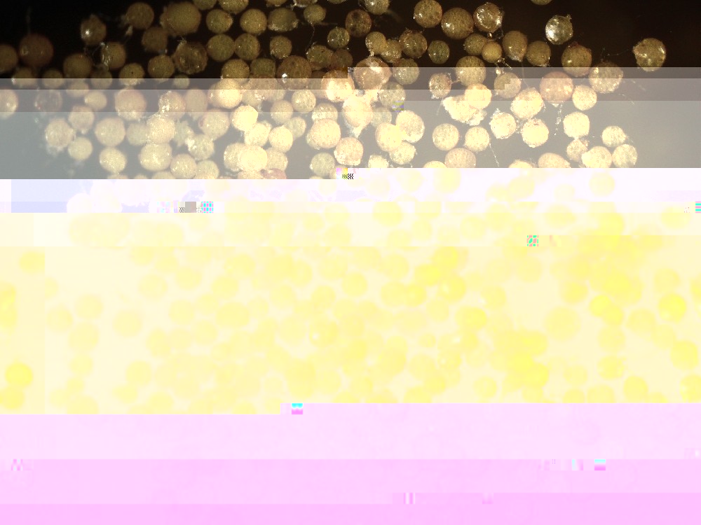 Funneliformis mosseae